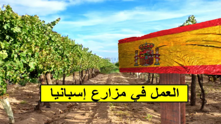 العمل التطوعي في مزارع إسبانيا 2024