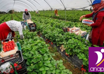 الأنابيك: مطلوب تشغيل 400 عامل وعاملة فلاحية بدون شهادة في مدينة العرائش