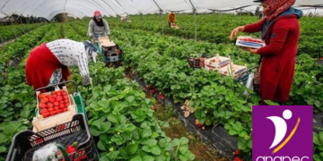 الأنابيك: مطلوب تشغيل 400 عامل وعاملة فلاحية بدون شهادة في مدينة العرائش