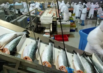 الأنابيك: تشغيل 600 عامل و عاملة تنقية سمك القمرون بمدينة تاوريرت