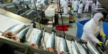 الأنابيك: تشغيل 600 عامل و عاملة تنقية سمك القمرون بمدينة تاوريرت