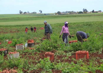 الانابيك مطلوب عمال وعاملات فلاحيين