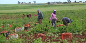الانابيك مطلوب عمال وعاملات فلاحيين