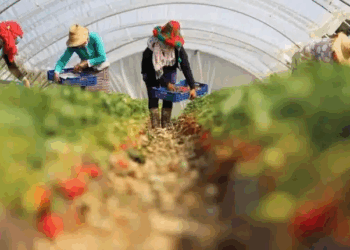 شروط التسجيل في عمل جني الفراولة بإسبانيا 2025