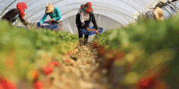 شروط التسجيل في عمل جني الفراولة بإسبانيا 2025