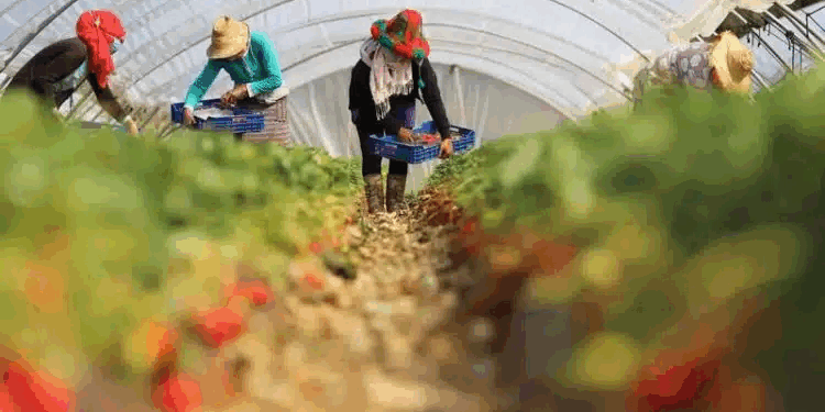 شروط التسجيل في عمل جني الفراولة بإسبانيا 2025
