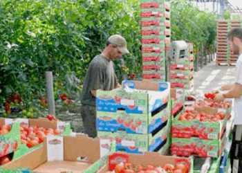 مطلوب عمال وعاملات فلاحيين موسميين للعمل بأوروبا