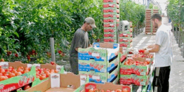 مطلوب عمال وعاملات فلاحيين موسميين للعمل بأوروبا