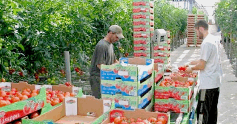 مطلوب عمال وعاملات فلاحيين موسميين للعمل بأوروبا