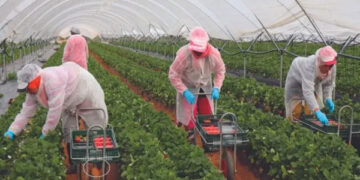 مطلوب عمال وعاملات فلاحيين موسميين للعمل بأوروبا 2025